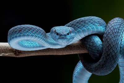 Close-up of snake