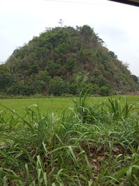 Scenic view of grassy field against sky