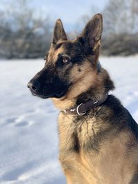 Close-up of a dog looking away