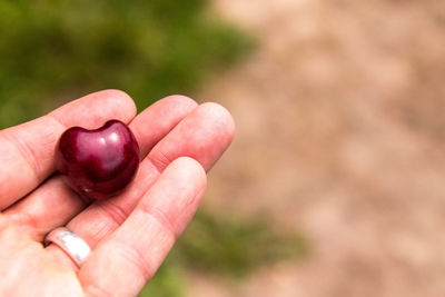 Close-up of hand holding fruit