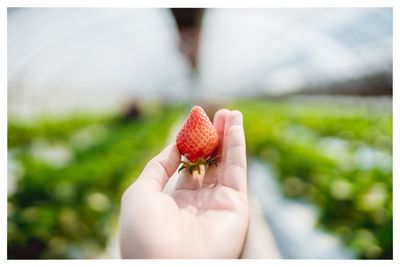 Close-up of hand holding strawberry at greenhouse