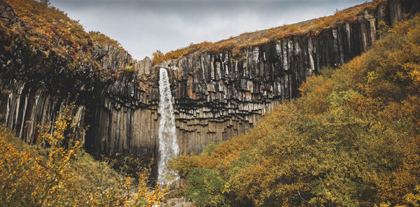 Plants growing on rock