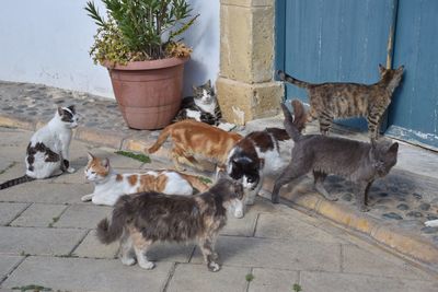 Cats in front of doorway