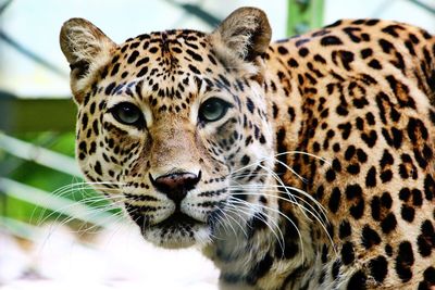 Close-up of leopard