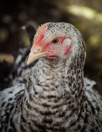 Close-up of a chicken