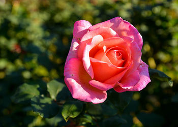 Close-up of pink rose blooming outdoors