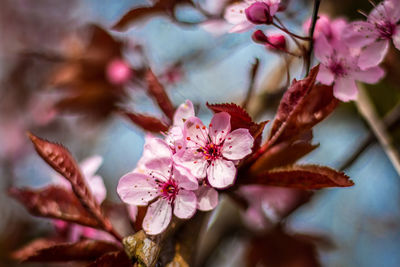 Close-up of pink cherry blossoms