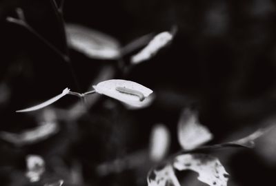 Close-up of flower