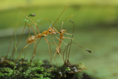 Close-up of insect on plant
