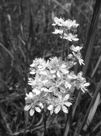 Close-up of flowers blooming outdoors