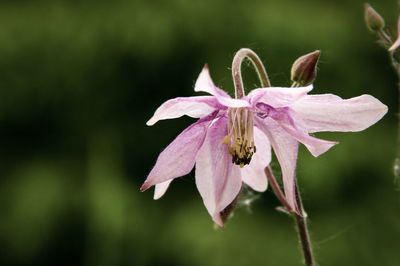 Close-up of pink flower