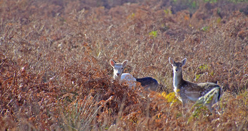 Animals on grassy field