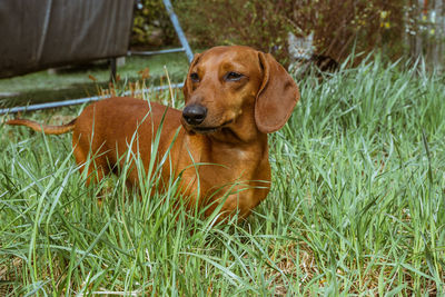 Dog relaxing in field