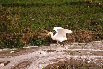 White bird on rock