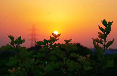 Close-up of plants against romantic sky at sunset