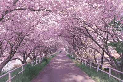 View of cherry blossom trees