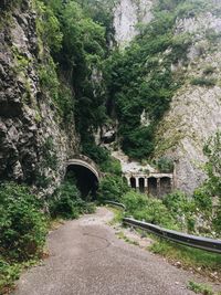 Arch bridge amidst trees in forest