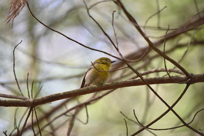 Bird perching on branch