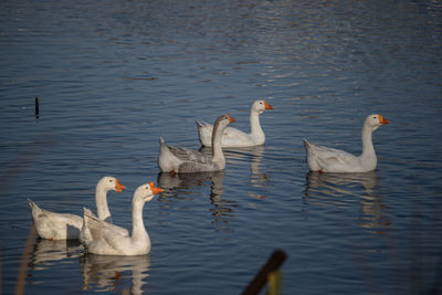 Swans swimming in lake