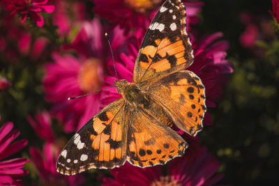 Close-up of butterfly pollinating on purple flower