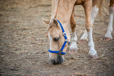 Horse standing on field