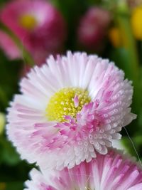 Close-up of pink flower