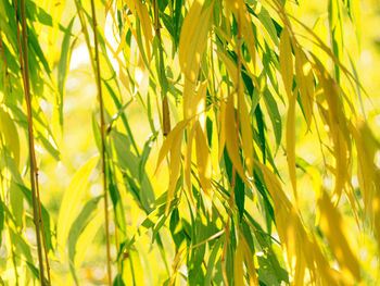 Close-up of fresh yellow plants