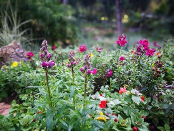Close-up of flowers growing in plant