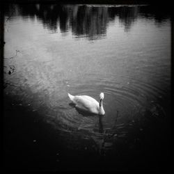 Reflection of trees in water