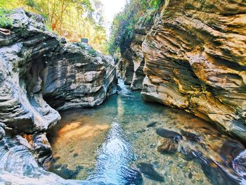 Scenic view of rock formation amidst trees