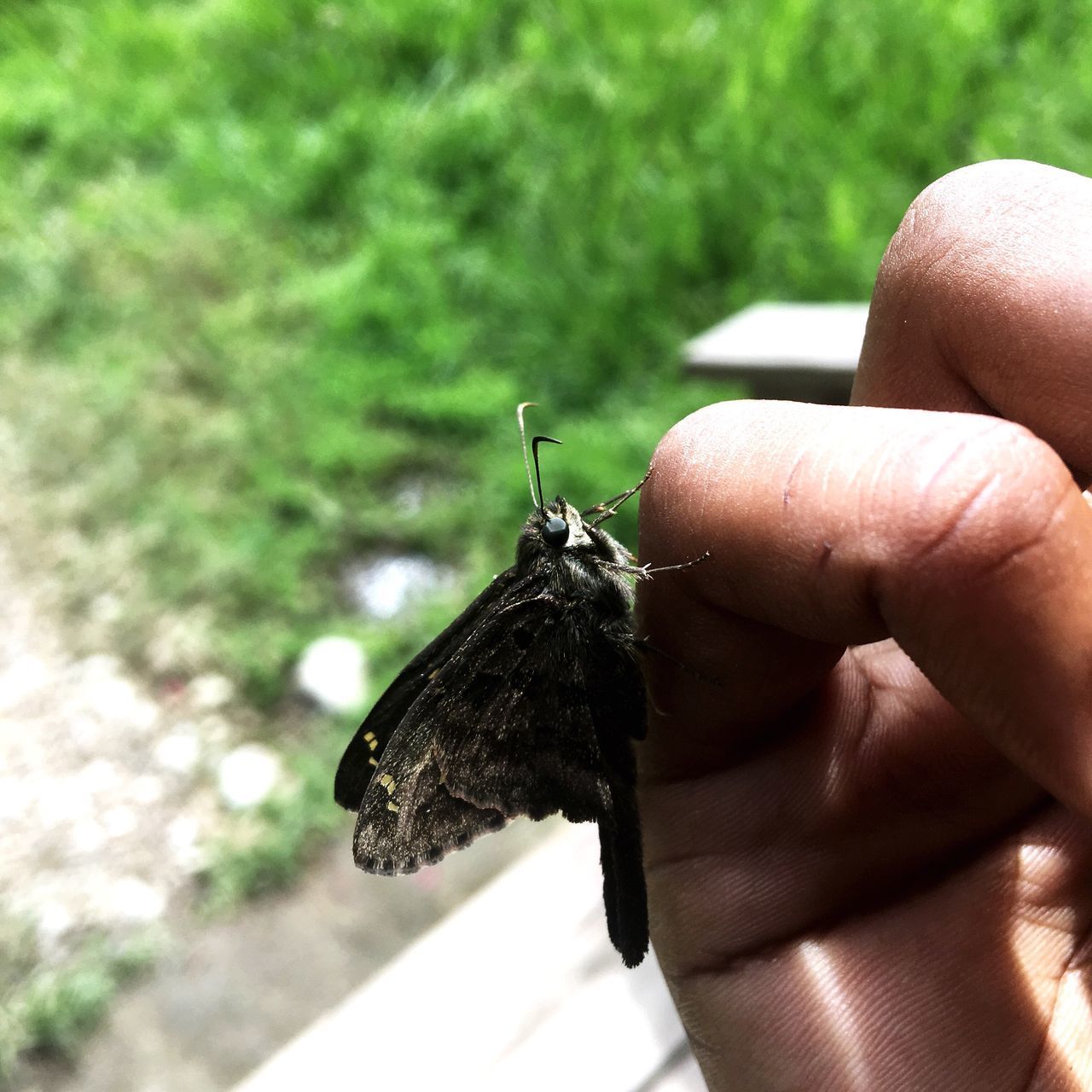 CLOSE-UP OF BUTTERFLY ON HAND HOLDING A LEAF