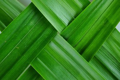 Full frame shot of palm leaves