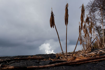 Close-up of dry plant on land against sky