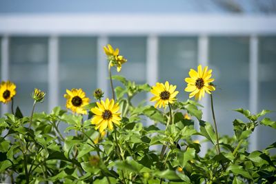 Close-up of yellow flowering plants