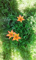 Yellow flowers growing in field