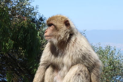 Close-up of monkey on tree against clear sky