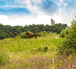 Side view of a horse on field