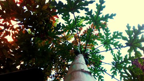 Low angle view of tree against sky