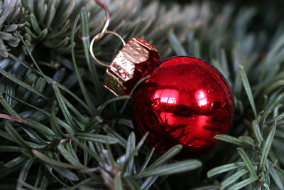 Close-up of christmas tree