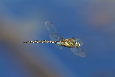 The migrant hawker hovering in the air on crna mlaka