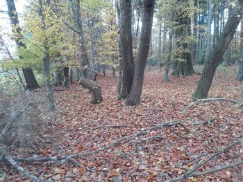 Trees growing in forest during autumn