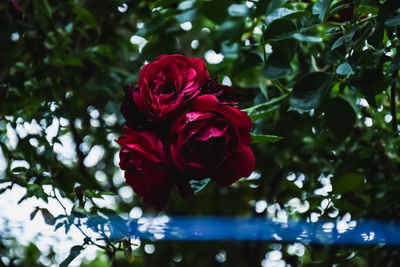 Close-up of red rose