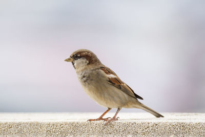 Close-up of sparrow on retaining wall