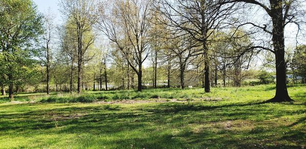 Trees on field in forest