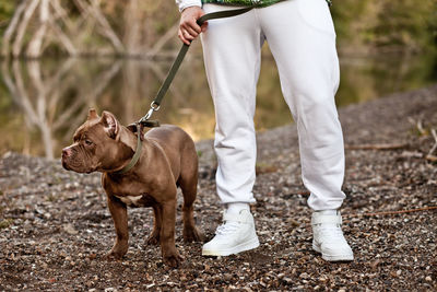 Low section of person with dog standing outdoors