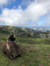 View of a sheep on grassy field