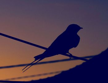 Close-up of silhouette bird perching on pole against sky