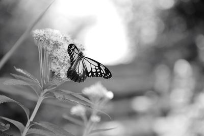 Close-up of butterfly perching on plant