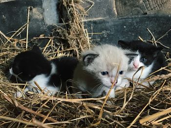 Close-up of two cats