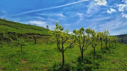 View of apple trees on field